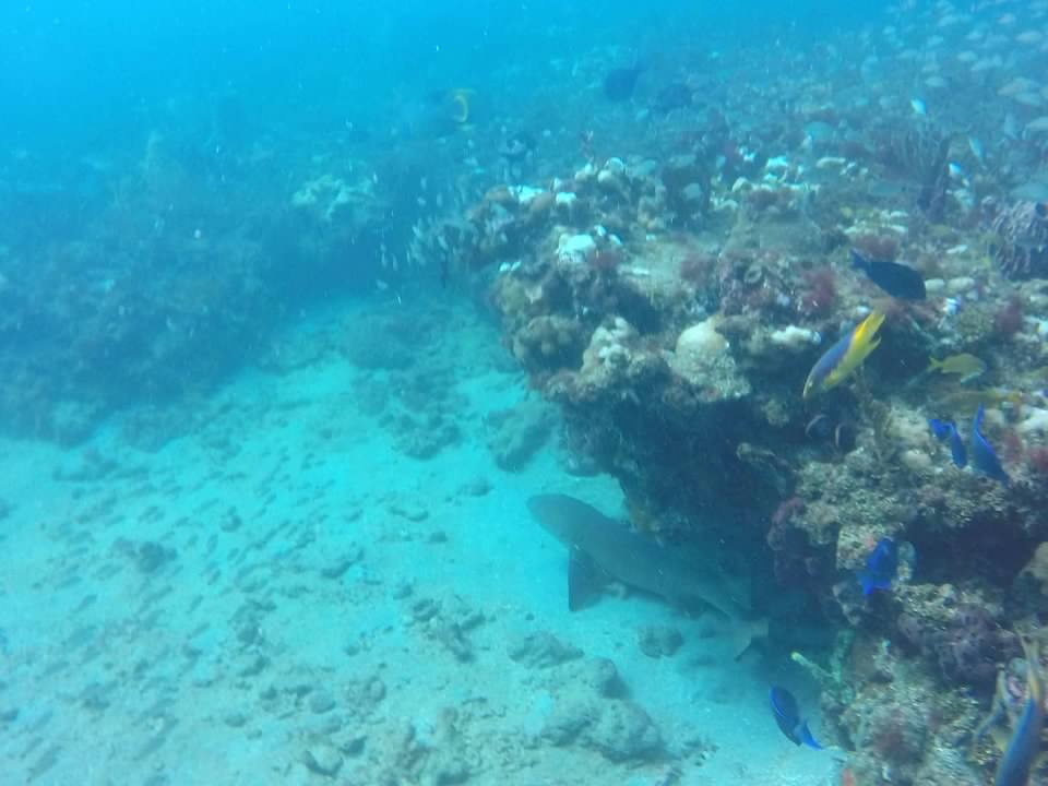 coral reef shark