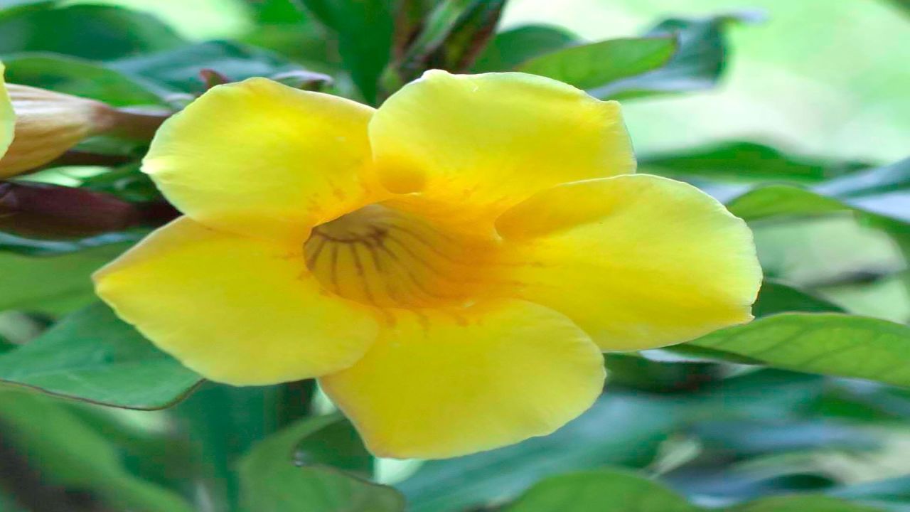 A bright yellow, trumpet-shaped flower in bloom, surrounded by green leaves. The petals are smooth and slightly overlapping, with a soft orange center and delicate lines extending towards the throat. South Florida Business & Wealth