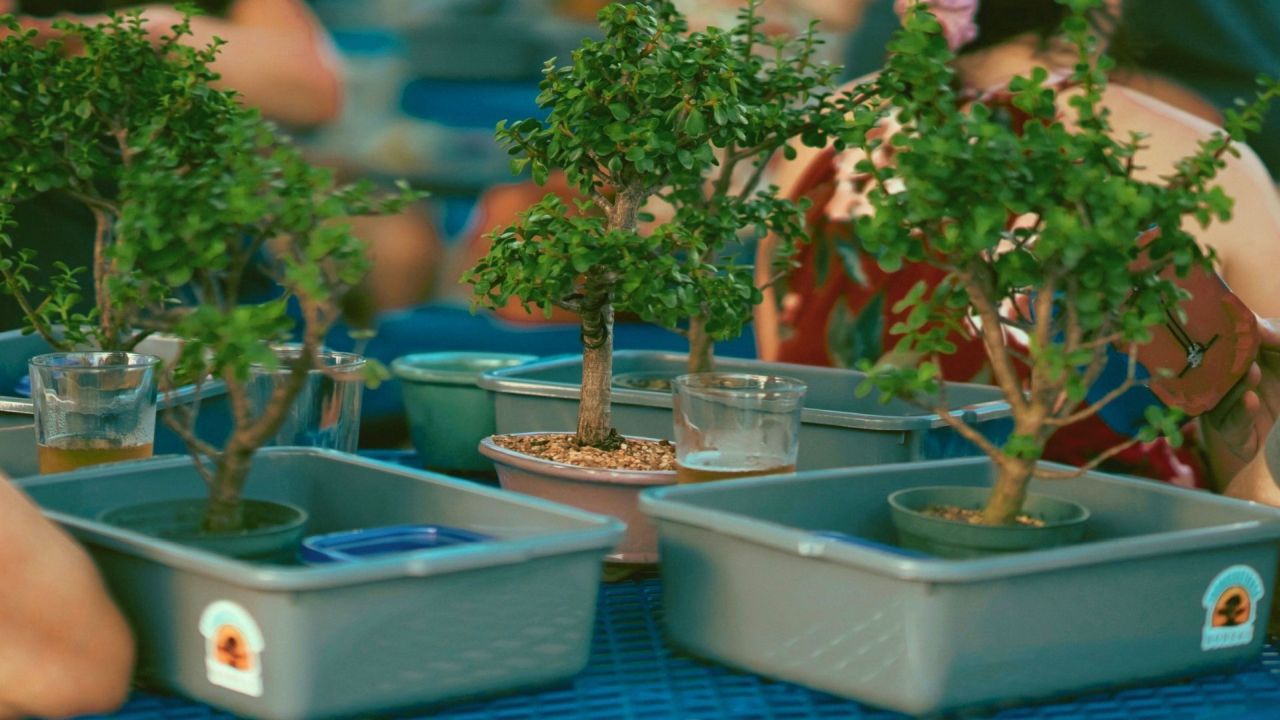Three small potted bonsai trees sit in plastic tubs on a blue table, with glasses of water nearby. People are partially visible in the background, suggesting a social or workshop setting. South Florida Business & Wealth