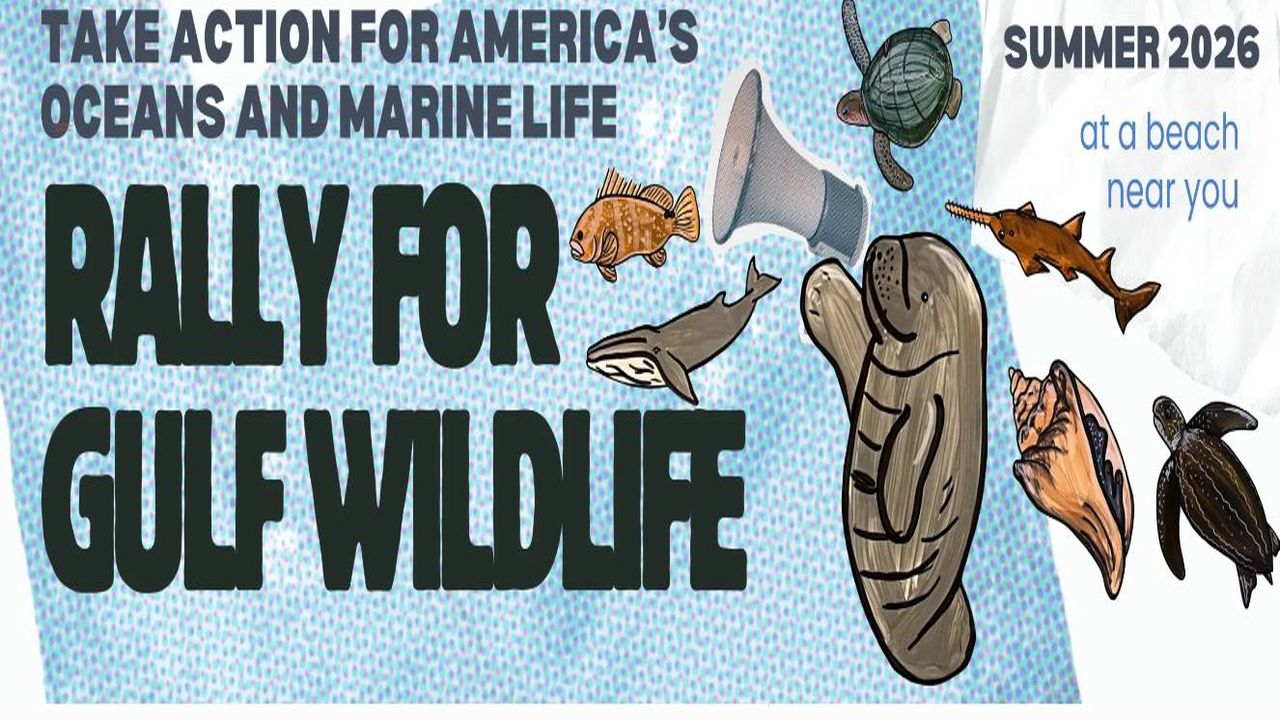 Banner promoting a "Rally for Gulf Wildlife," with illustrations of sea animals, a plastic cup, and text about ocean conservation. It announces an event in summer 2026 at a beach near you. South Florida Business & Wealth