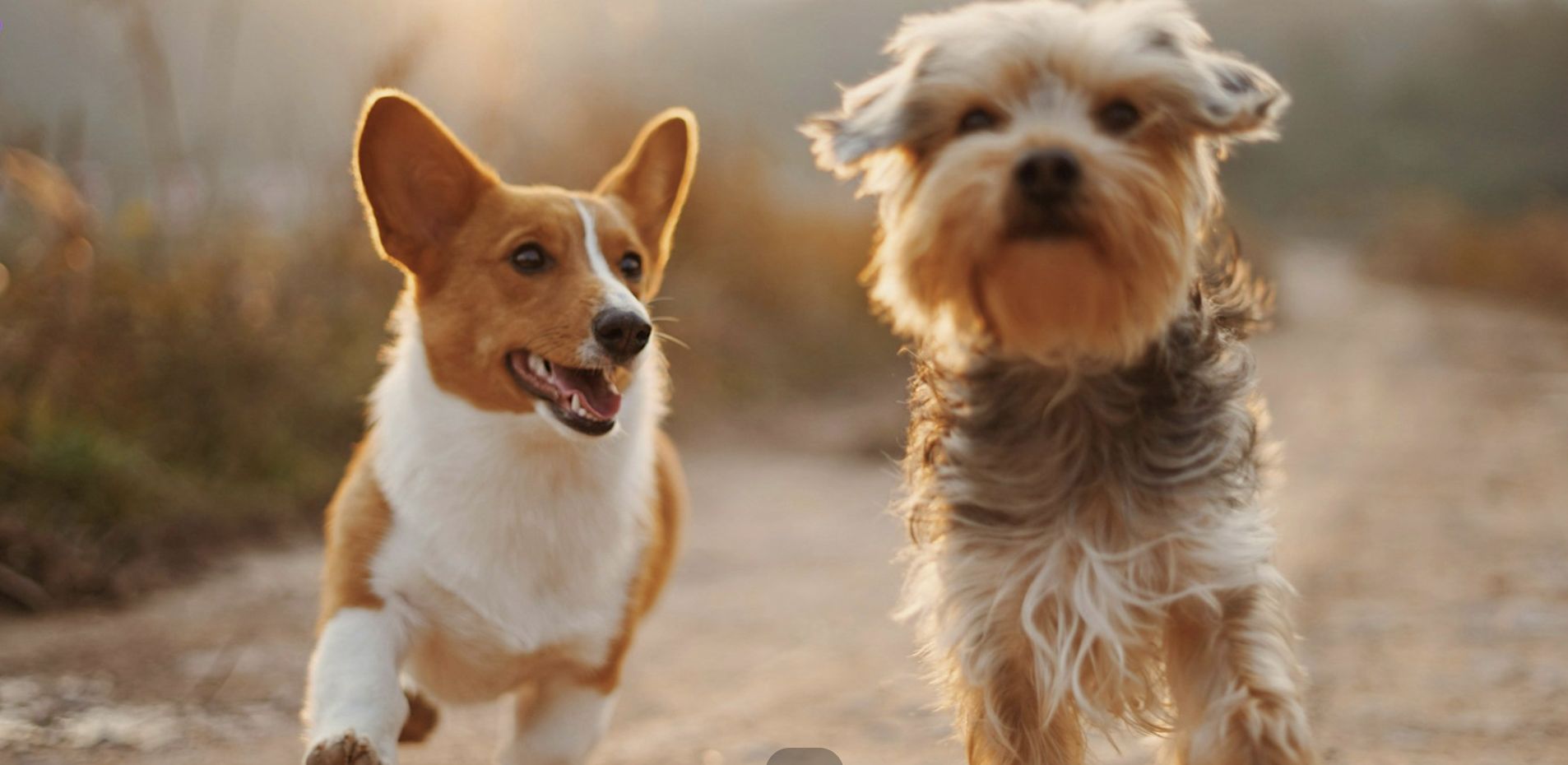 Two dogs, a brown and white corgi and a small, scruffy gray dog, walk side by side on a sunlit dirt path outdoors, looking happy and playful. South Florida Business & Wealth