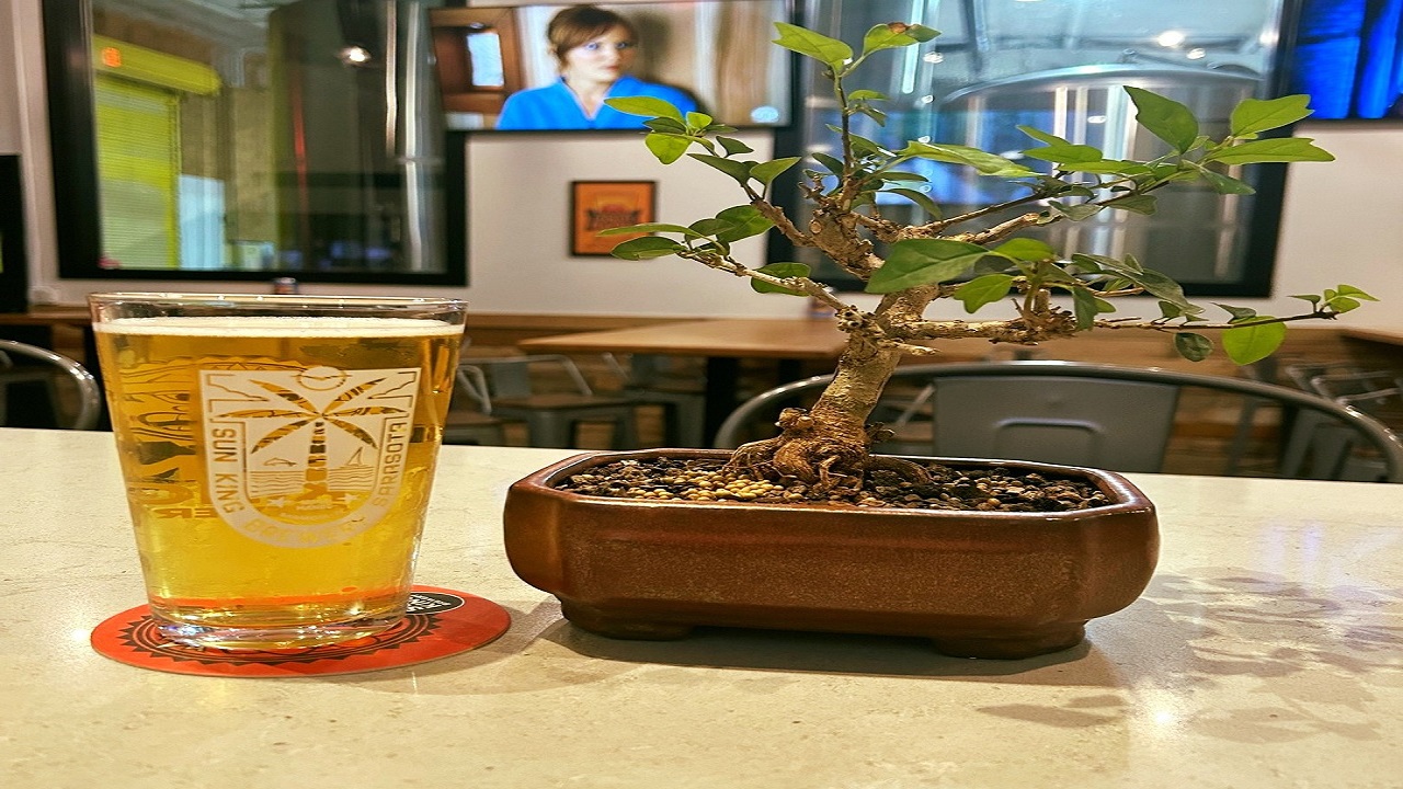 A pint of beer on a coaster sits next to a small potted bonsai tree on a bar counter, with empty tables, chairs, and a TV showing a woman in the background. South Florida Business & Wealth