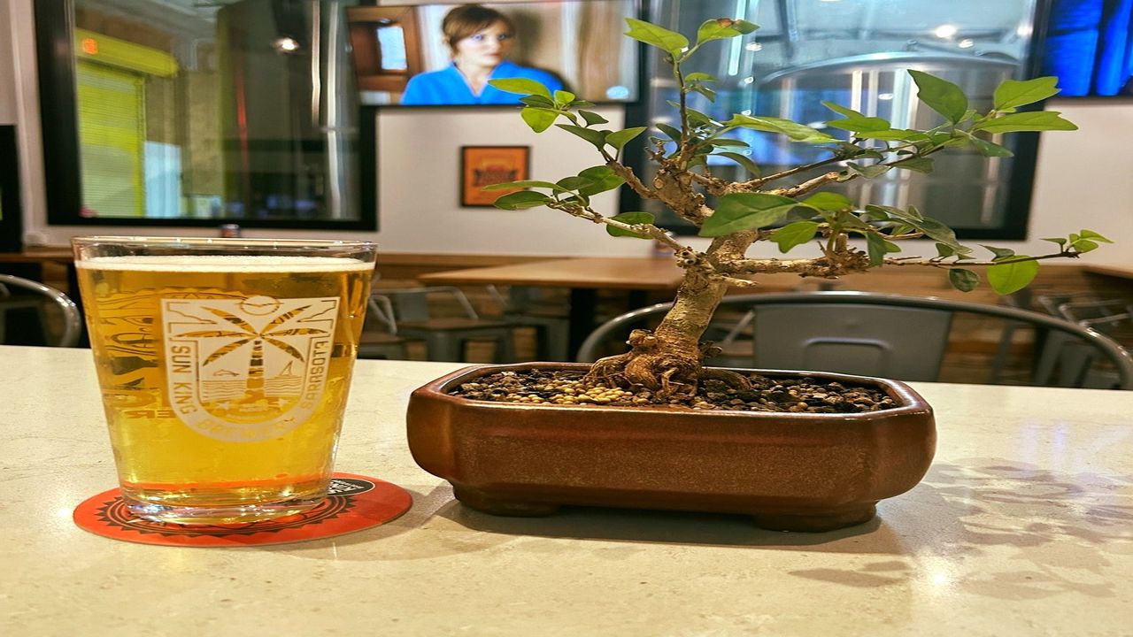 A glass of beer and a small bonsai tree sit on a bar counter, with empty chairs and TV screens in the background. South Florida Business & Wealth